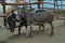 Donkey standing next to pony outside stable