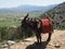 A donkey standing on a rock on a mountain trail, while a group of people with big backpacks are hiking.