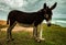 Donkey standing by the sea. Animal with four legs and large ears used for loading