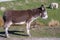 A donkey stands on a grassy hill, surrounded by ducks and llamas.