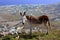 A donkey stands on a hillside