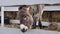 A donkey stands in a wooden fence in the winter in the cold