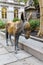 Donkey Statue at Old City Hall in Boston
