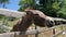 Donkey sticks his muzzle out of the fence on the farm, close-up