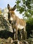 Donkey in stone yard