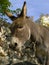 Donkey in stone yard
