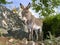 Donkey in stone yard