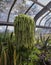 Donkey Tail hanging plant in the greenhouse