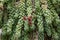 Donkey Tail Sedum morganianum plant with red flowers