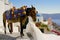 A donkey taxi through the streets of Oia on the island of Santorini, Greece.