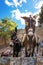 Donkey taxi â€“ donkeys used to carry tourists to Acropolis of L