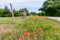 A Donkey in Texas Field of Wildflowers