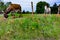 A Donkey in Texas Field of Wildflowers