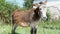 Donkey tied on a chain. Grazing on green grass. In the background the green vegetation and the rusted gate.