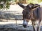 Donkey tied to a tree