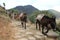 Donkey trail on trekking route