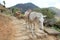 Donkey trail on trekking route