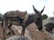 Donkey on a trekking route