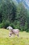 A donkey in Trenta village in Soca valley in Slovenia