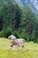 A donkey in Trenta village in Soca valley in Slovenia