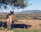 Donkey under a tree looking over the panorama in sardinia