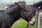 Donkey, Ventry, Ireland