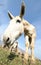 Donkey with very long ears photographed with a fisheye lens