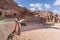 Donkey waiting for Tourist in the ancient city of Petra, Jordan