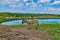 Donkey walking by a pond with goats in the background