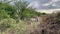 Donkey walking between tropical bushes and moving its ears. Wild donkeys.