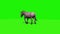 Donkey walks - rear view - loop - green screen