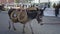 Donkey with wicker baskets on the festival of animals in Valencia, Spain. Slow Motion