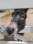 Donkey at zoo in Nebraska