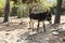 Donkey in zoological garden in Bojnice
