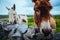 Donkeys in Aran Islands, Ireland