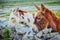 Donkeys in Aran Islands, Ireland