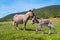 Donkeys in Asinara island in Sardinia, Italy