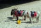 Donkeys on a beach.