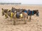 Donkeys on a beach