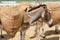 Donkeys on the beach in the vicinity of the Malindi resort in Kenya