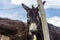 Donkeys behind the fence. Donkey at countyside. Farm concept. Animals concept. Pasture background. Cute donkey looking at camera.