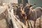 Donkeys behind the wooden rustic fence in the farm pasture on warm sunny day