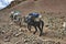 Donkeys carrying climbing equipment on a mountain path to the base camp of Stok Kangri peak at 5500m