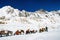 Donkeys carrying essential supplies up the snowy mountains in the Larke Pass of Manaslu Circuit Trek in the Himalayas, Nepal