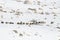 Donkeys carrying essential supplies up the snowy mountains in the Larke Pass of Manaslu Circuit Trek in the Himalayas, Nepal