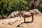 Donkeys in the city which tourists are transported under the acropolis gate.