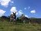 Donkeys in Ciucas Mountains