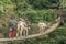 Donkeys cross the rope bridge in Anapurna