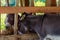 Donkeys eat in a corral or in an aviary. Background with copy space for text or inscriptions