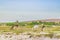 Donkeys Eating Grass at Jericoacoara National Park Dunes